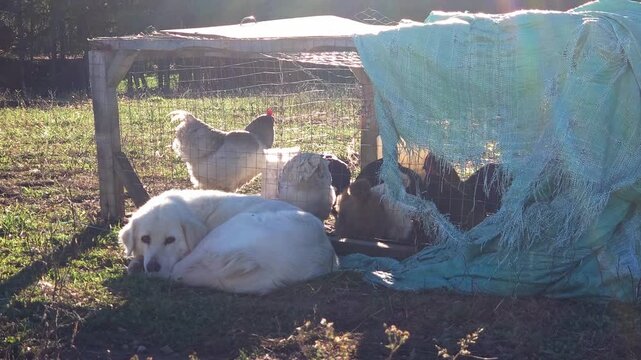 Medium stable shot of a Great Pyrenees LGD guarding a chicken tractor