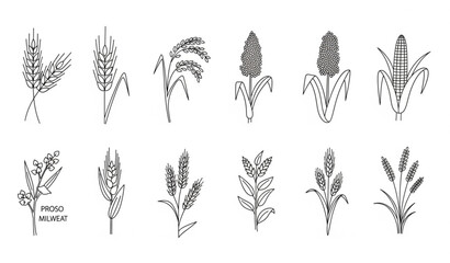 Fototapeta premium Set of Isolated Thin Line Grain Plant Icons in Botanical Doodle Style Featuring Cereal Crops Vector Illustration