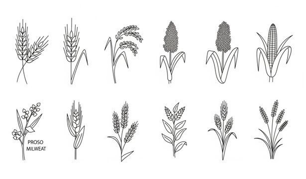 Set of Isolated Thin Line Grain Plant Icons in Botanical Doodle Style Featuring Cereal Crops Vector Illustration