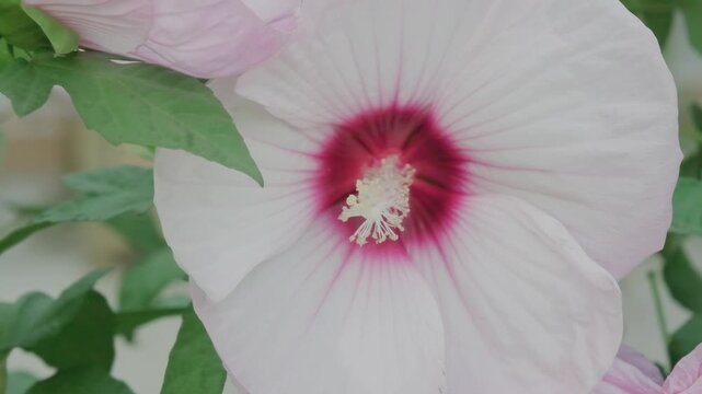 Hibiscus syriacus blooms swaying in slow motion. Pale pink petals with crimson centers. Rose of Sharon garden display for botanical footage.