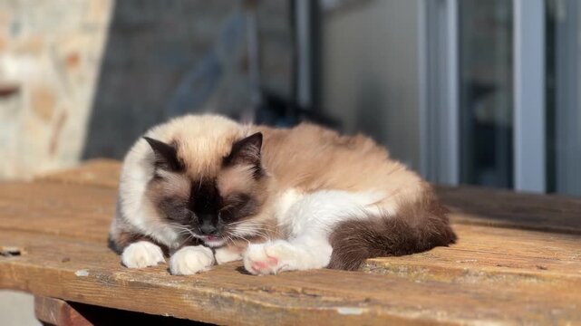 Female ragdoll cat licking her paws on a rustic wooden table outside. Soft fur, dark facial markings, pink paws visible in warm sun.