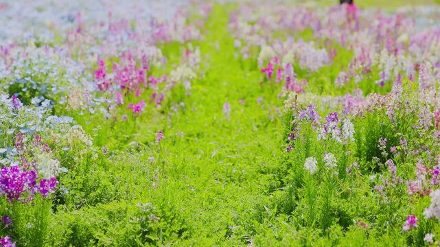 海の中道海浜公園のカラフルな花畑とネモフィラ（春の行楽風景）