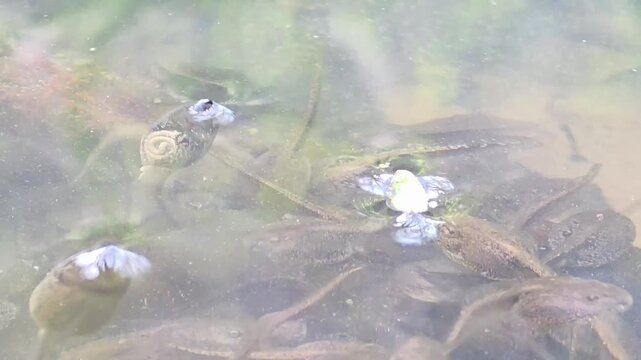 

Dynamic swarm of Dybowski's frog (Rana dybowskii) tadpoles in a pond.4
