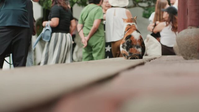 Calico cat on stone steps crowd, tricolor feline sitting low in foreground, people gathered in background, tourists and worshippers in casual attire, shrine pillars and lanterns suggesting festival,