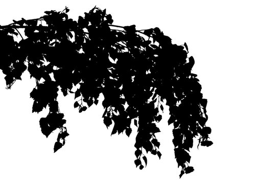 Vector photo of a birch branch in a natural forest landscape.