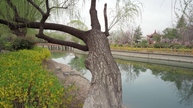 The old willows by the lake have sprouted new buds, their tender green branches swaying gently in the spring breeze, and pink and white flowers bloom on the small island not far away.