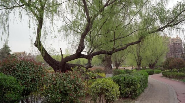 An old willow tree with a leaning trunk, its top close to the ground, branches extending to both sides to balance the trunk, with buds hanging down.