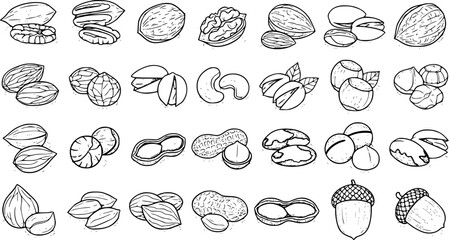 Assorted Nuts and Seeds Hand-Drawn Illustration: Pecan, Walnut, Almond, Cashew, Peanut, Acorn, and More © jouleea
