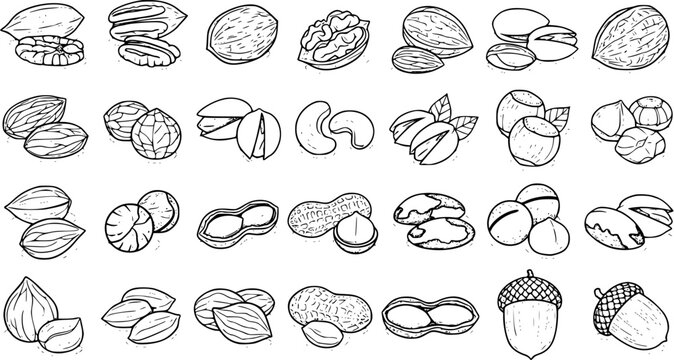Assorted Nuts and Seeds Hand-Drawn Illustration: Pecan, Walnut, Almond, Cashew, Peanut, Acorn, and More