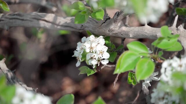On the pear tree, white flower balls peeked out from under the branches; the wind rustled the branches and leaves, and the flower balls trembled along with them.
