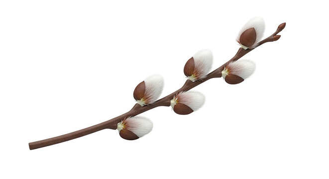 Pussy Willow Branch with Buds