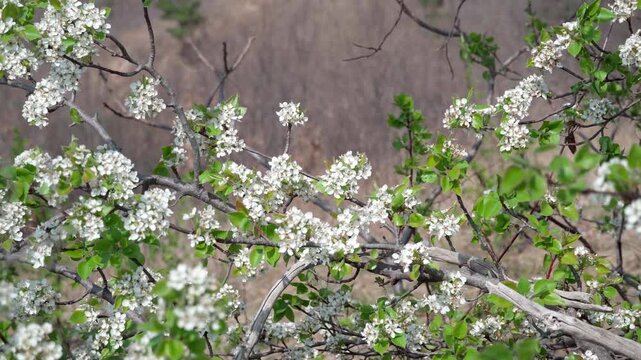 On the branches of the pear tree, clusters of small white flowers sway in the sunlight, forming small ball-like shapes, and together with the tender leaves, they tremble in the spring breeze.