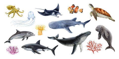 Marine animals clipart set with octopus humpback whale shark manta turtle, marine animals clipart for ocean design and education, realistic style, isolated on background watercolor illustration © anitapol