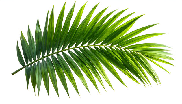 Bright green palm leaf frond isolated on white background for tropical decoration and design element; vibrant foliage close-up detail