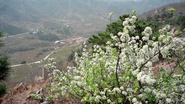 The pear blossoms bloom on the mountaintop, their small white flowers and tender green leaves trembling in the spring breeze, butterflies fluttering among the blossoms.