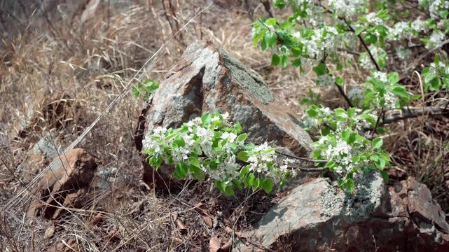 A branch of pear blossoms lay askew on a rock, its tender leaves and tiny white flowers bathed in sunlight, while small flying insects flitted about.