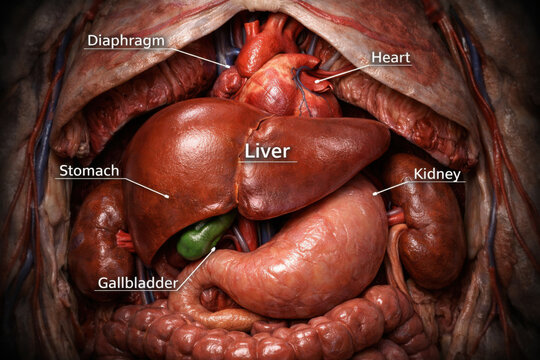 Human anatomy diagram showing internal organ. medical illustration of heart, liver, stomach, and kidney. An educational view of human body and viscera system