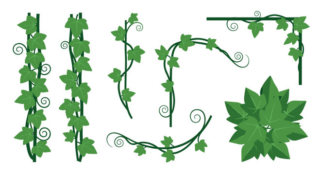 Green ivy vine elements for decoration border design and corner accents featuring swirling tendrils and detailed leaves