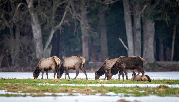 Elk Herd Grazing in a Winter Wetland with Forest Background.