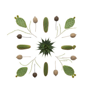 A photorealistic flat lay of diverse desert flora: agave, saguaro, prickly pear, ocotillo, and dried seed pods on a transparent background, showcasing minimalist botanical elegance