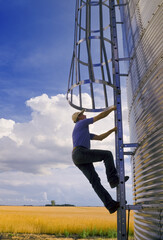 a farmer climbs a grain storage bin, wheat field and cumulonimbus cloud buildup in the background © Dave