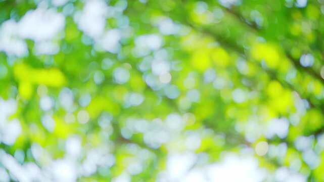 Green nature background, blur bokeh soft sunlight spring forest summer backdrop, beautiful foliage natural glowing spa aroma wallpaper leaf abstract effect beauty blurred