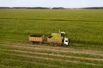 Obraz premium harvesting corn from the field using a combine harvester.