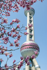 Blooming Pink Magnolia Blossoms with Oriental Pearl Tower in Background, Springtime in Shanghai, Iconic City Landmark Framed by Flowers © Xiaohan Zhou