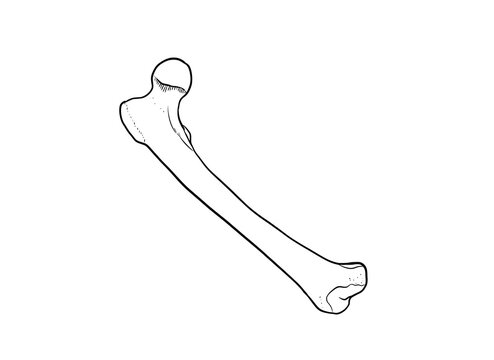 femur bone digital drawing illustration isolated