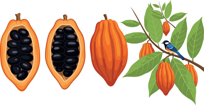 Cacao fruit vector illustration set featuring cocoa pods cut open with beans and botanical branch with leaves and bird detailed