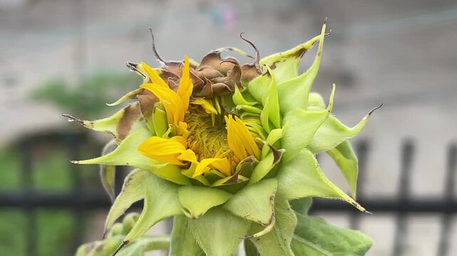 Detailed close up of a sunflower Helianthus annuus bud, showing bright yellow petals emerging from green and brown sepals with water droplets.
