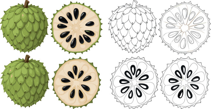 Custard apple fruit vector set with whole and sliced pieces, detailed botanical illustration in color and outline styles