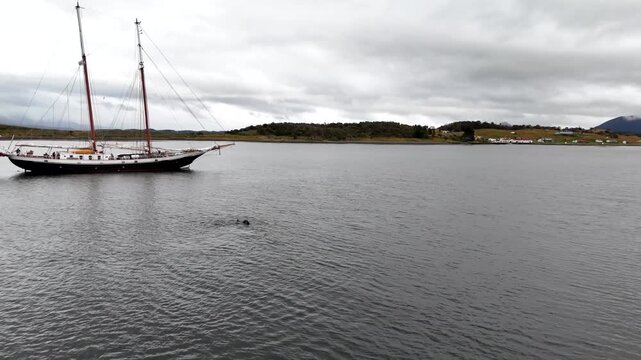 Cinematic flying forward toward South American sea lions swimming in the Beagle Channel, featuring the anchored Schooner Amazone near Harberton, Argentina