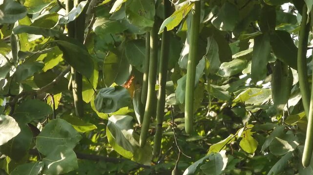 Beautiful Golden shower tree seeds .