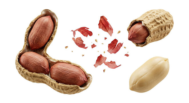 Peanut Shell Cracked Open With Kernels and Husk Fragments Flying