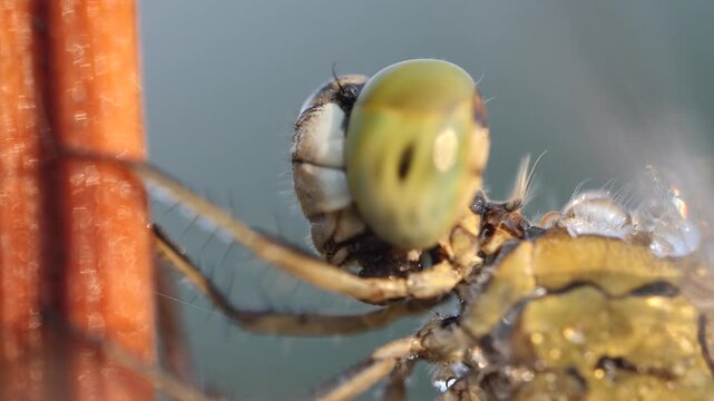 Extreme macro: Dragonfly head chewing on prey with powerful mandibles while perched on a twig. mouthparts masticating food