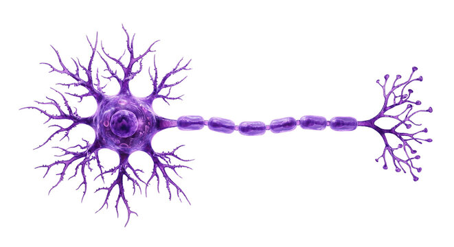 Purple neuron cell illustration with dendrites and axon on white background