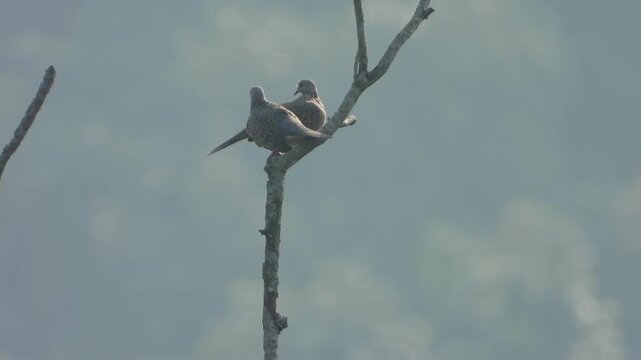 Beautiful Laughing dove birds in tree .