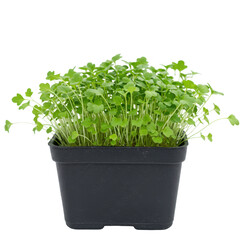Naklejka premium Fresh arugula microgreens in a black plastic pot ready to eat isolated on white background