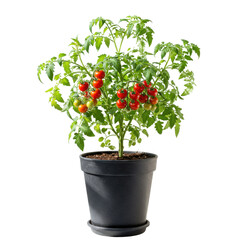 Naklejka premium Potted tomato plant with ripe and unripe cherry tomatoes on the vine isolated on white background