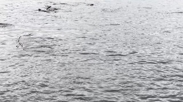 A steady, high-angle stationary shot of a large group of South American sea lions jumping and porpoising through the grey, choppy waters of the Beagle Channel near Puerto Harberton, Argentina