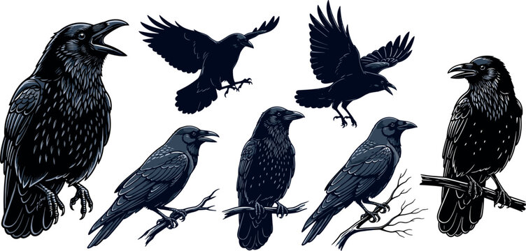 Raven crow bird illustration set with flying perched and detailed engraving styles wildlife vector collection isolated background