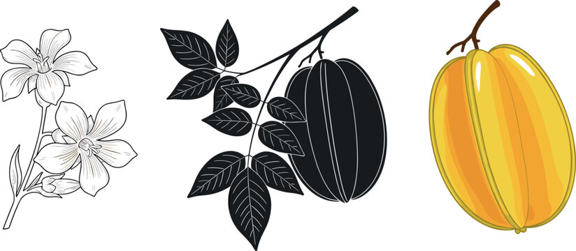 Starfruit botanical vector illustration set featuring carambola fruit in color silhouette and flower line art detailed composition isolated