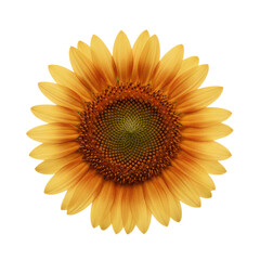 Fototapeta premium Single golden sunflower in full bloom with amber center and yellow petals centered on a transparent background, capturing a serene botanical portrait atmosphere