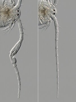 Comparison of geniculate male and straight female antennae on a zooplankton