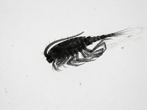Side profile of a microscopic copepod swimming in clear freshwater