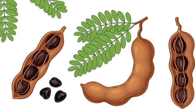 Tamarind fruit vector illustration set featuring whole pods open shells seeds and green leaves in detailed botanical style isolated