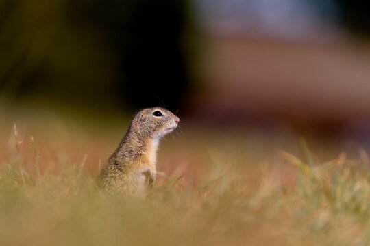A cute european groun d squirrel in the nature habitat. Spermophilus citellus