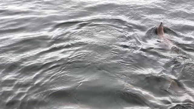A steady, high-angle stationary shot of a large group of South American sea lions jumping and porpoising through the grey, choppy waters of the Beagle Channel near Puerto Harberton, Argentina