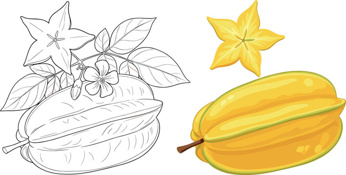 Starfruit illustration with whole fruit, slice and flower, tropical botanical sketch and colored vector design collection set